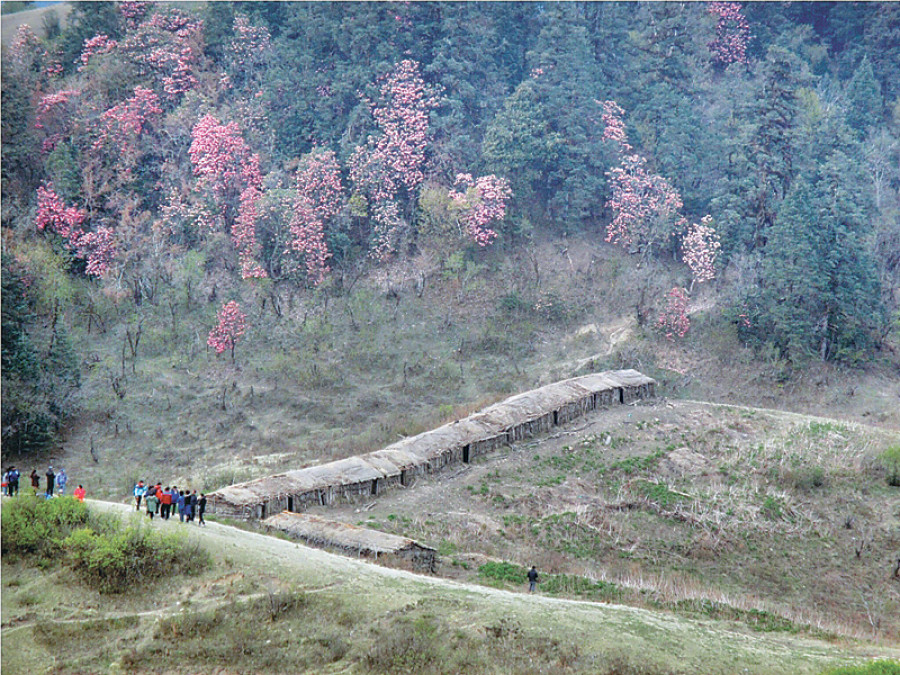 Smugglers’ threat looms large as Khaptad opens for grazing
