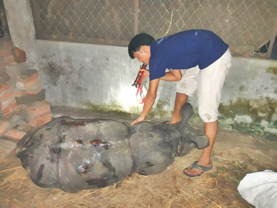 Rhino calf dies a month after it was found with serious injuries