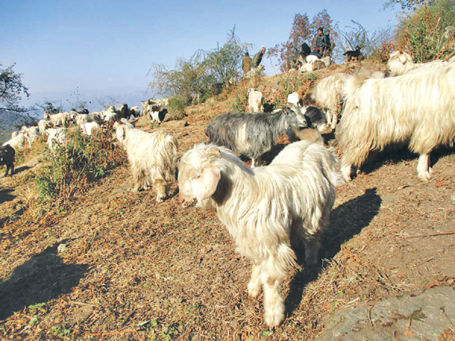 3k goats, sheep dead from viral disease