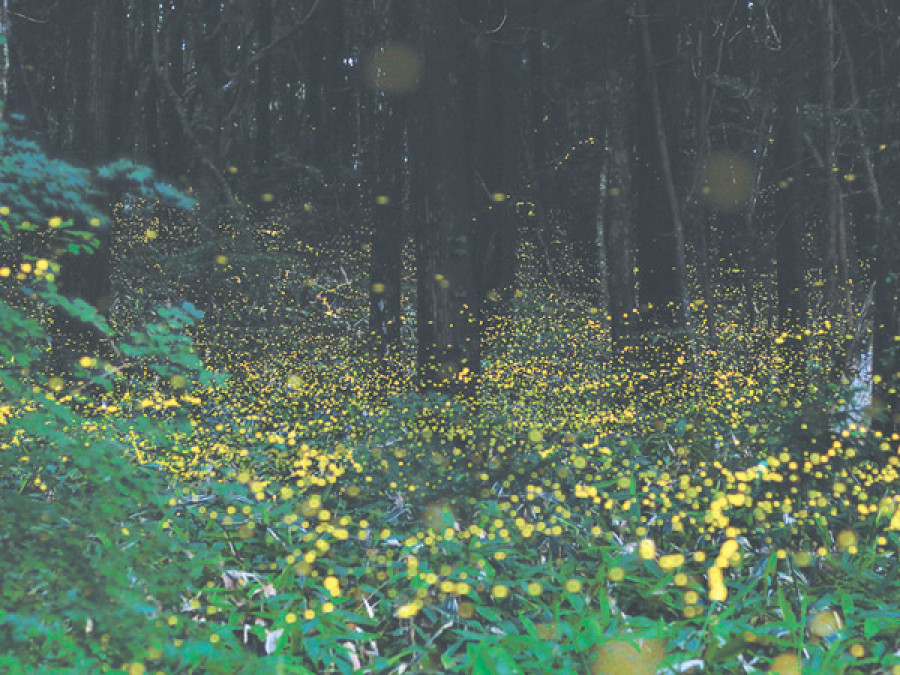 Keep an eye on the fireflies