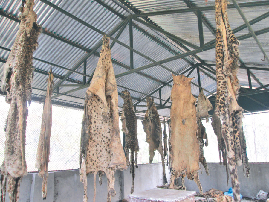 Mgmt of wildlife body parts, trophies a big challenge