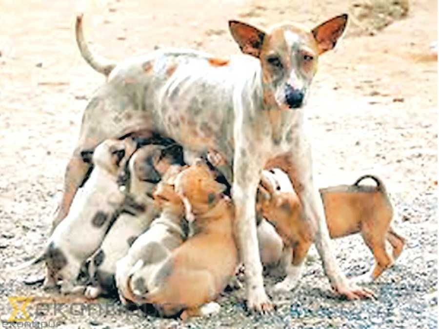 21,856 stray dogs in Capital