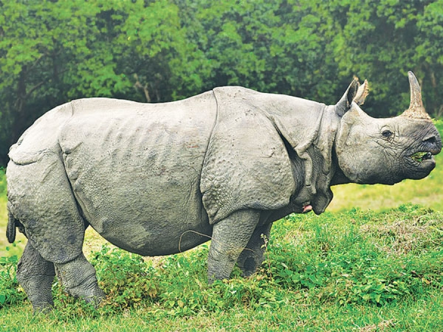 16 rhinos die of natural cause