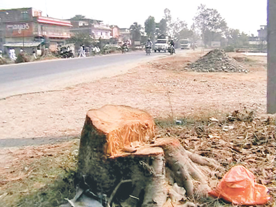 Tree felling in Sunsari rampant