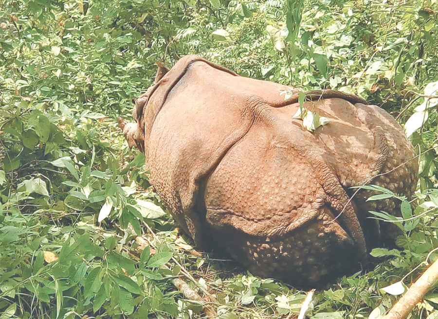 Rhino found with multiple bullet injuries