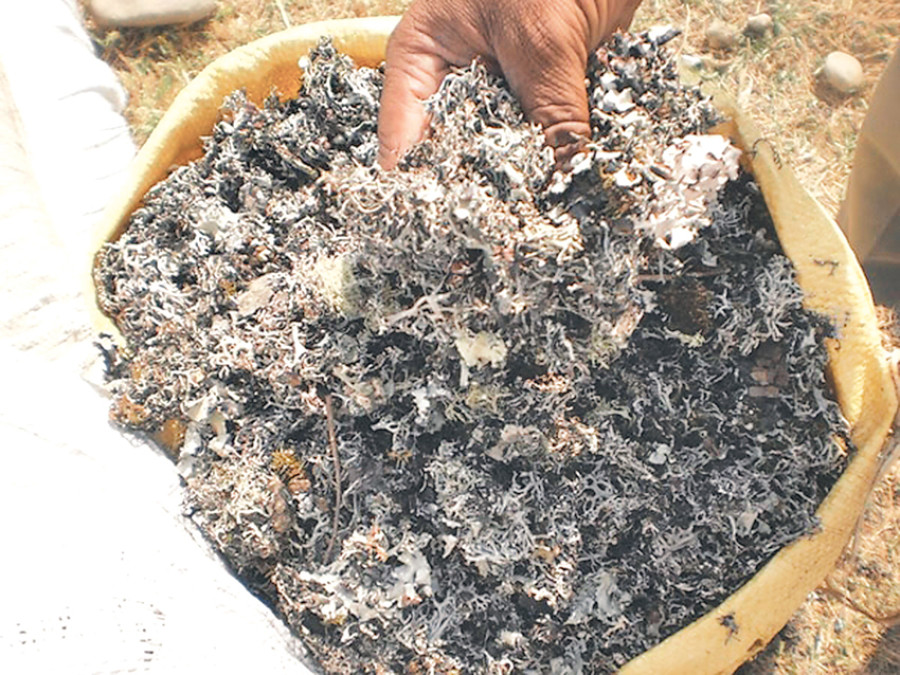 Banned lichen seized