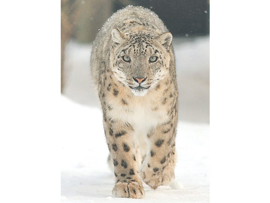 Wounded snow leopard dies ‘for want of treatment’