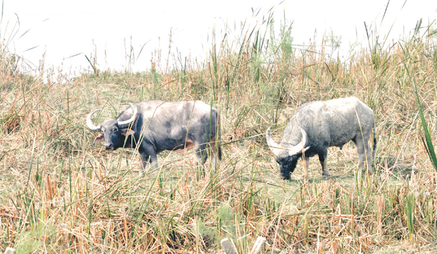 KTWR to shift 30 ‘Arnas’ to Chitwan