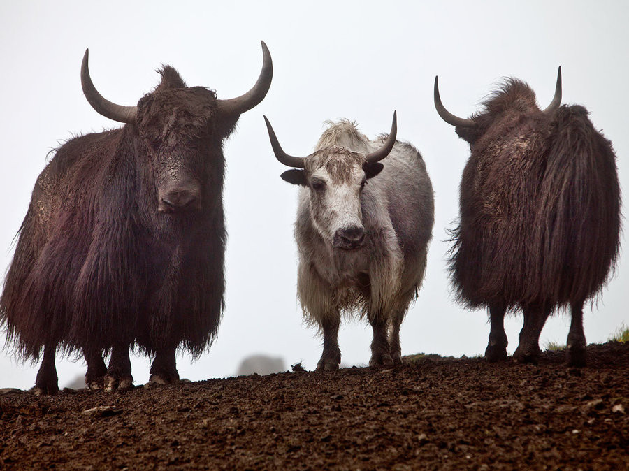 People flock to Mustang to drink yak blood