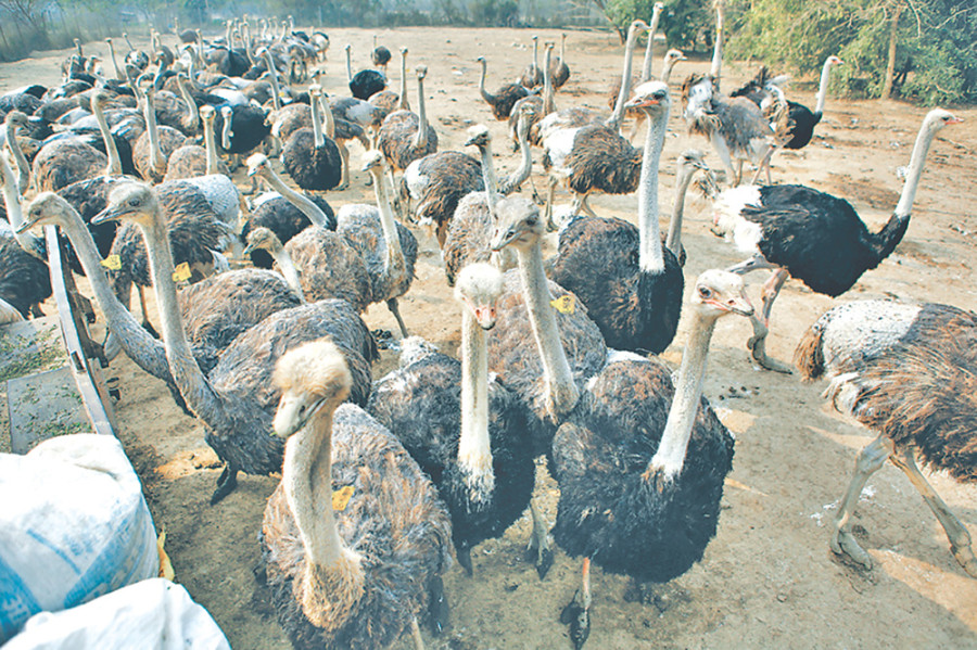 Ostrich meat supplier plans to double output