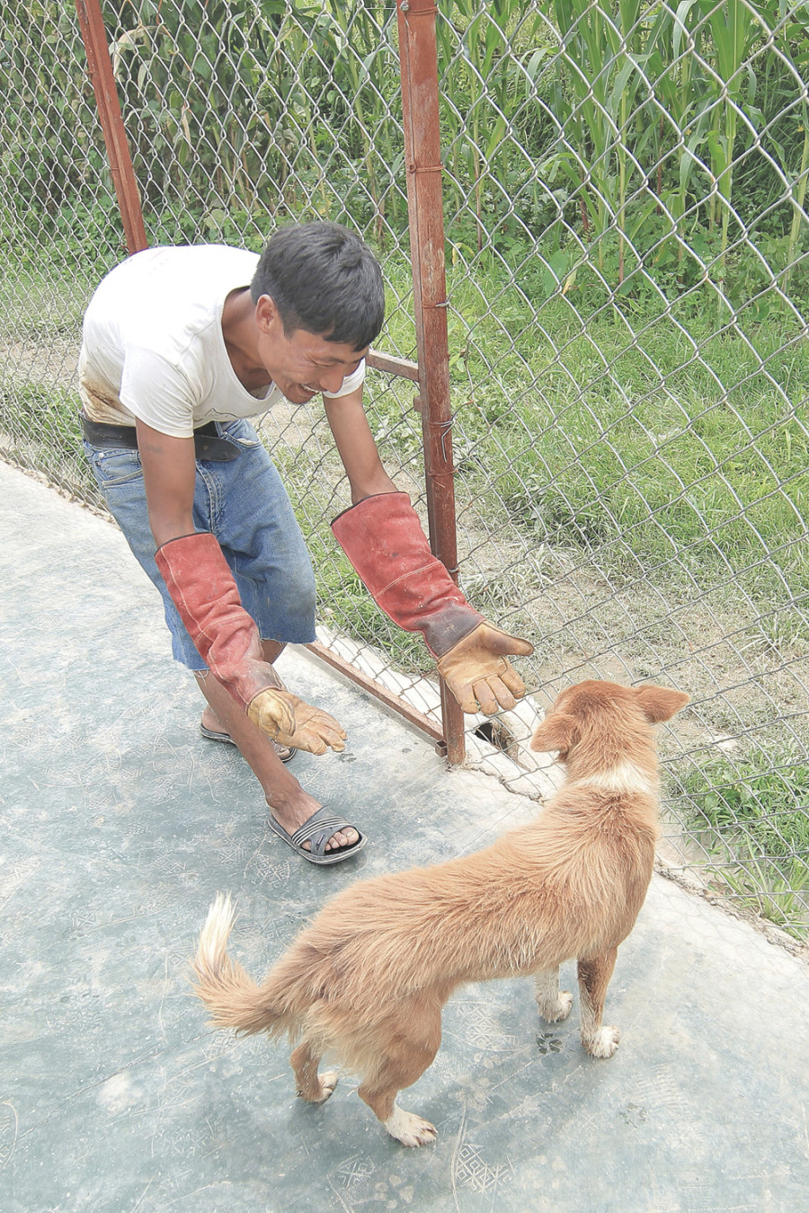 One dog at a time