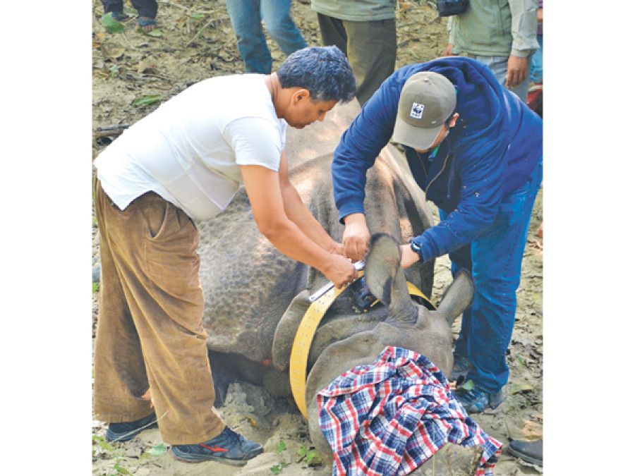 2 more rhinos radio-collared in Bardiya