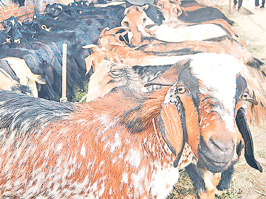 Growing demand for meat elates Arghakhanchi farmers