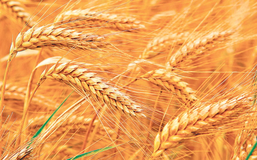 Wheat output expected to plunge to 7-year low