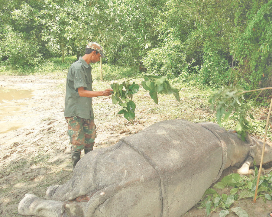 Rhino, tiger found dead in CNP