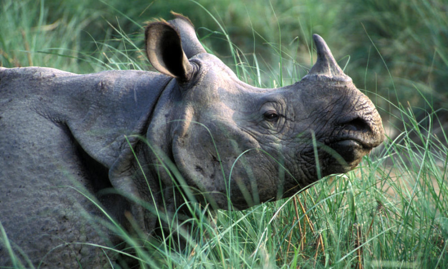 Nepal to gift 2 rhinos to China
