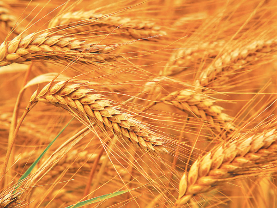 Wheat output drops in Jajarkot due to drought