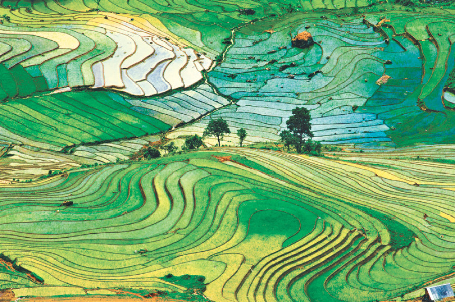 The harvest of sorrow