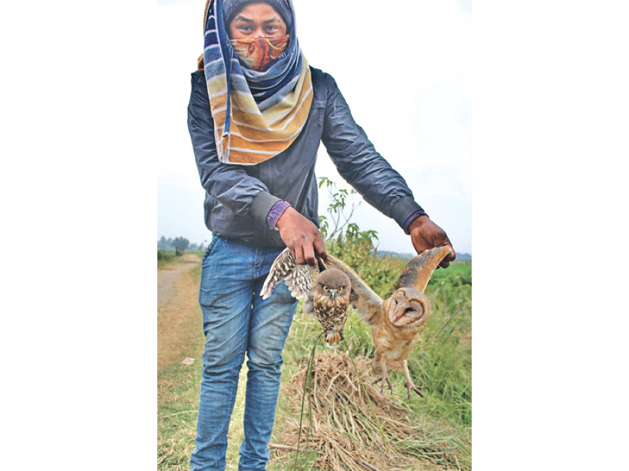 Authorities fail to notice owl poaching, meat sale