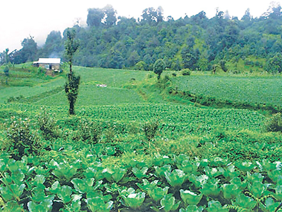 Govt all set to form commission to boost agriculture sector