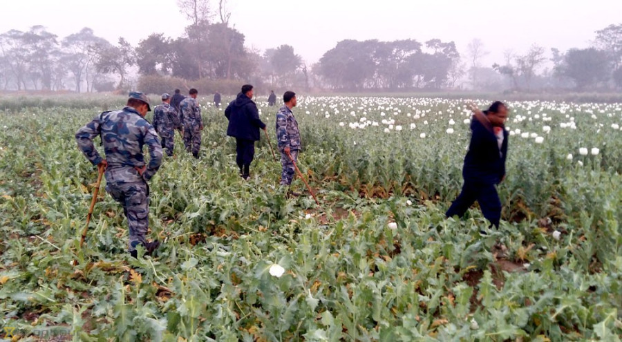 Police destroy opium, but only during the harvest