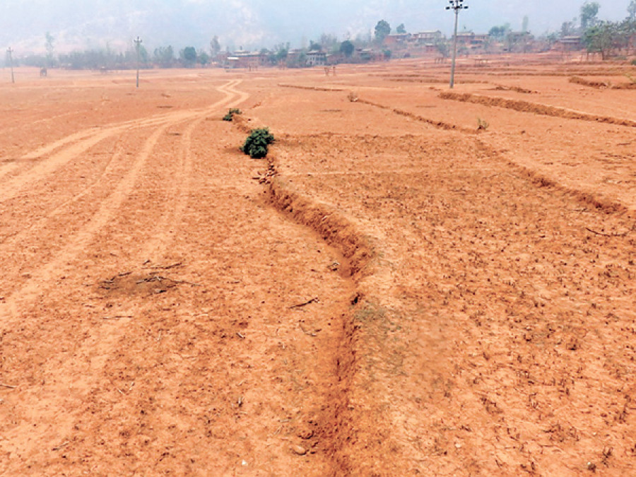 Humla drought: Winter crops wilt in farms