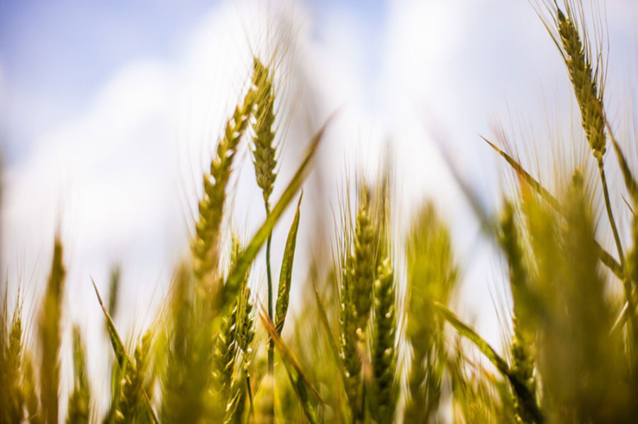 Fate of agriculture