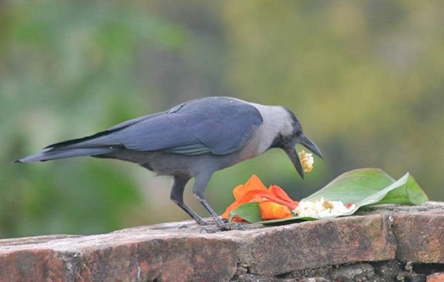 Tihar begins, Kaag Tihar today
