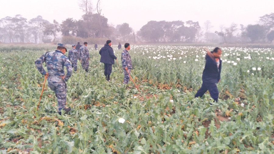 Opium farming goes unchecked in Bara