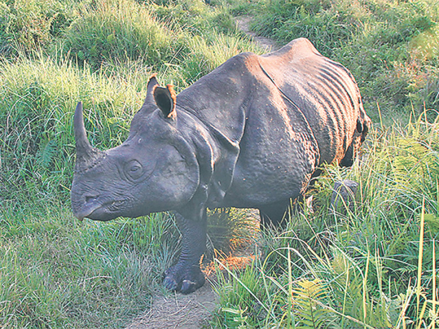 3-year-old girl dies, gran injured in rhino attack