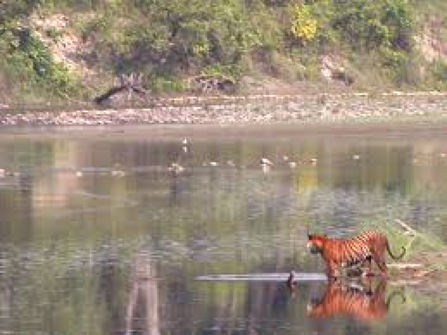 Adult male tiger killed in Bardiya road accident