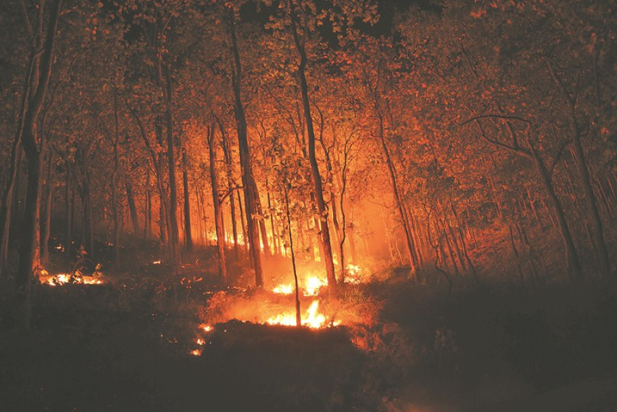 Wildfire sweeps through 77,000ha of forest land