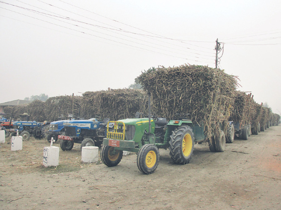 Hit by low prices, cane farmers rue local taxes