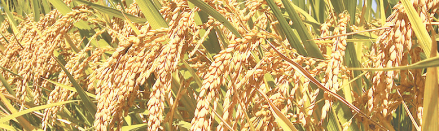 Govt all set to fix MSP for paddy