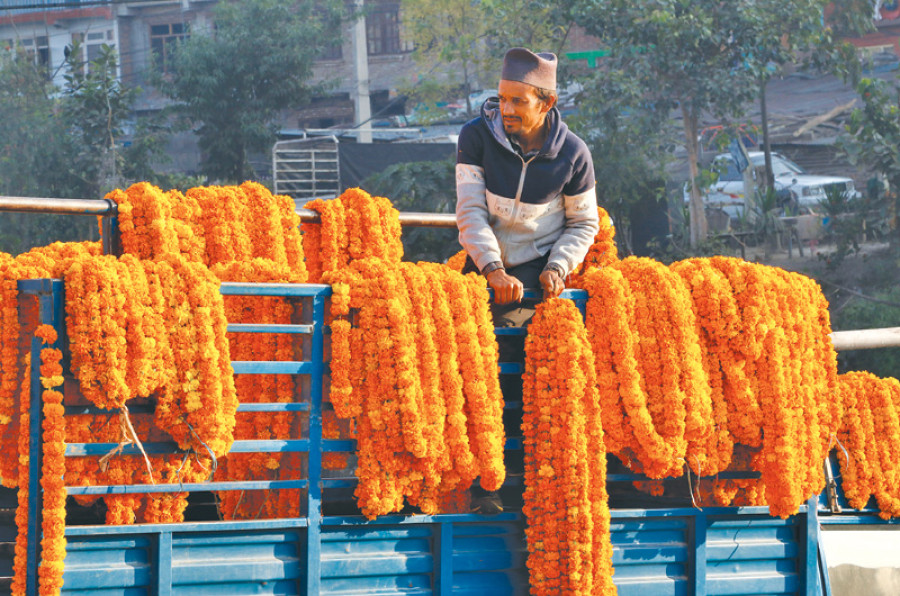 Marigold prices plunge 33pc on glut in supply