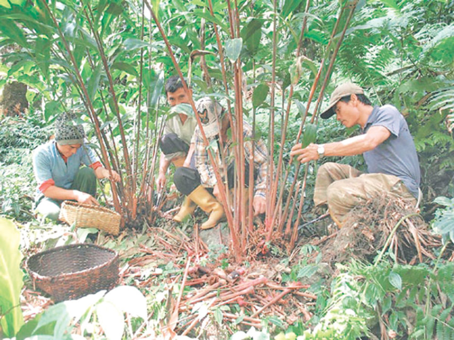 Traders in limbo as large cardamom prices plunge