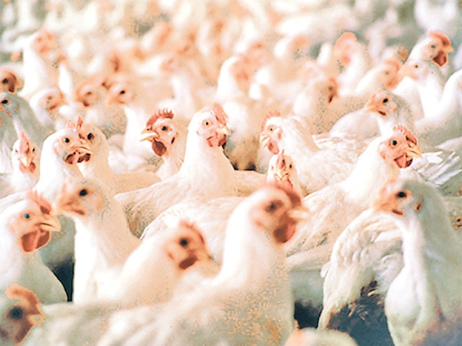 Kaski self-sufficient in chicken products