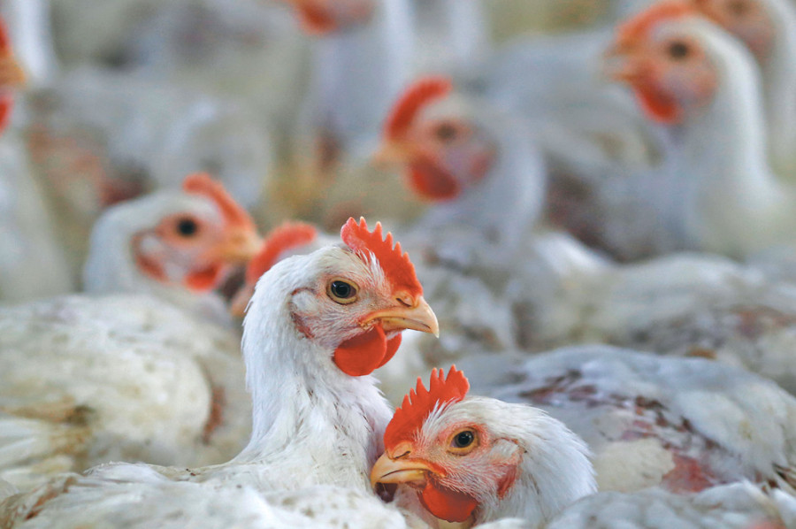 Nepal’s poultry industry worth Rs33.72 billion