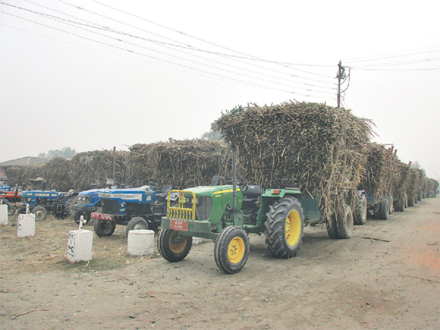 Low price, high transportation costs hit sugarcane farmers