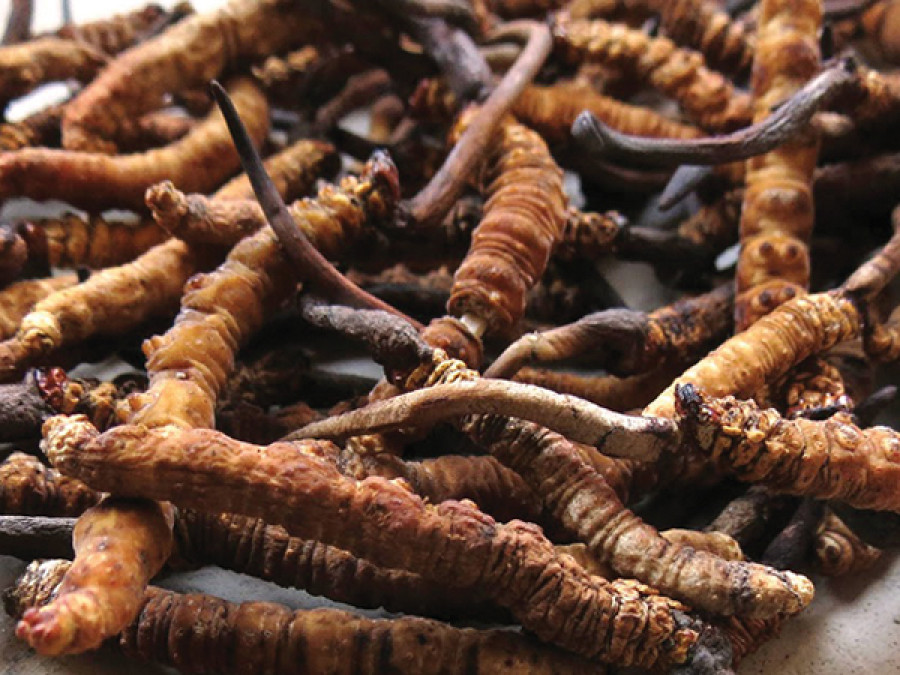 Locals earn more collecting Yarsa than any other activities