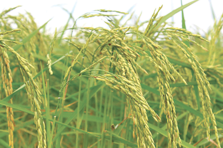 Traders call for easing ban on Basmati exports