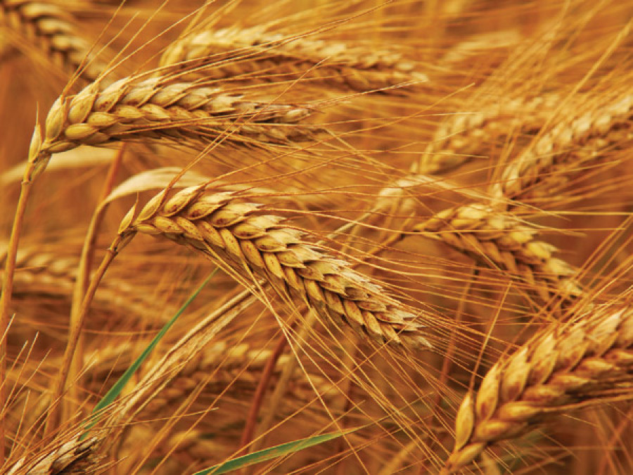 Wheat output in Banke down on low winter rain