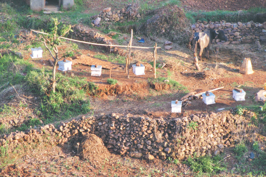 Beekeeping in Rukum: Some stings attached