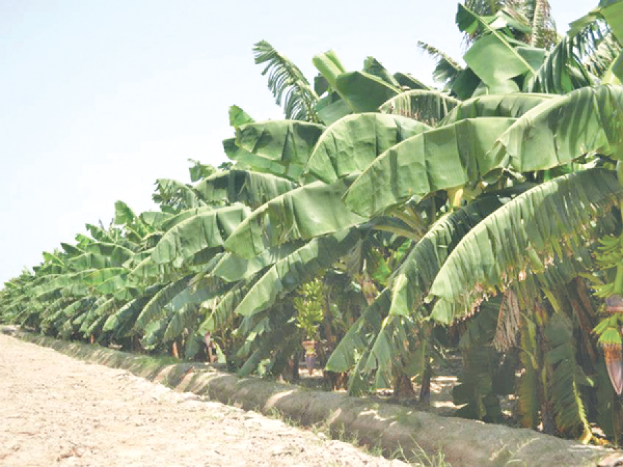 Farmers go bananas over high earnings