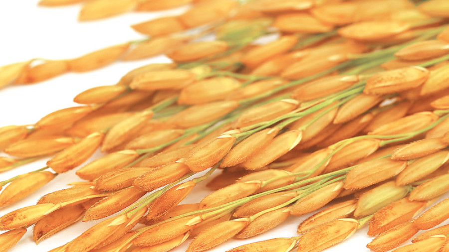 Paddy flour price hiked to Rs2,100 per quintal