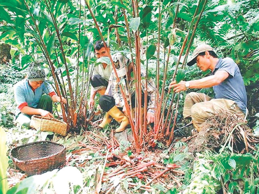 Cardamom farmers store crops awaiting price rise