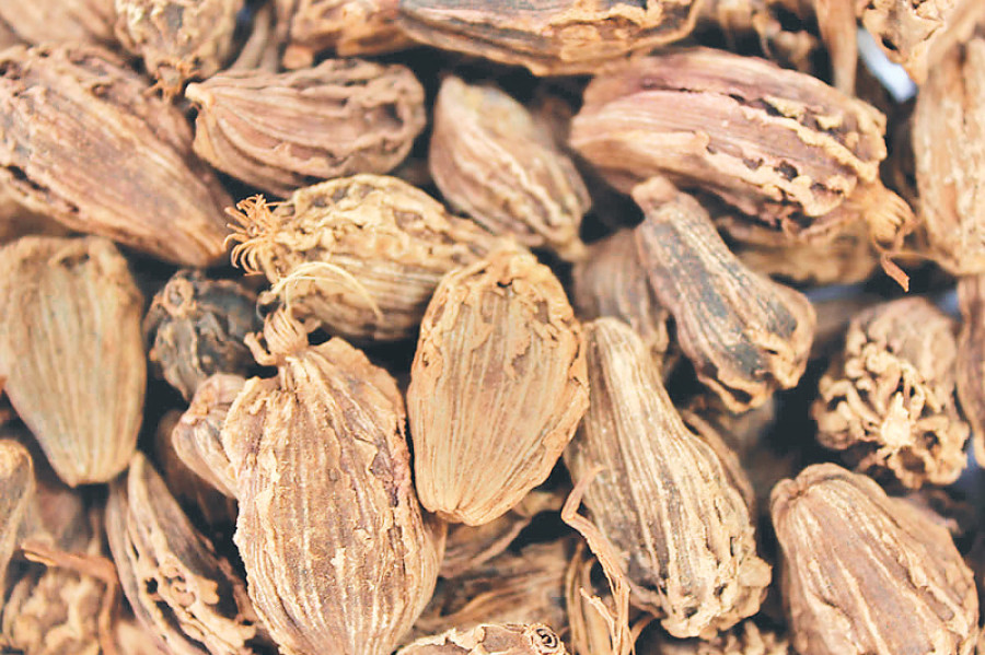 Cardamom farmers rue lack of govt assistance