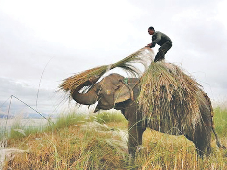 Tiger Tops offers new style elephant tourism