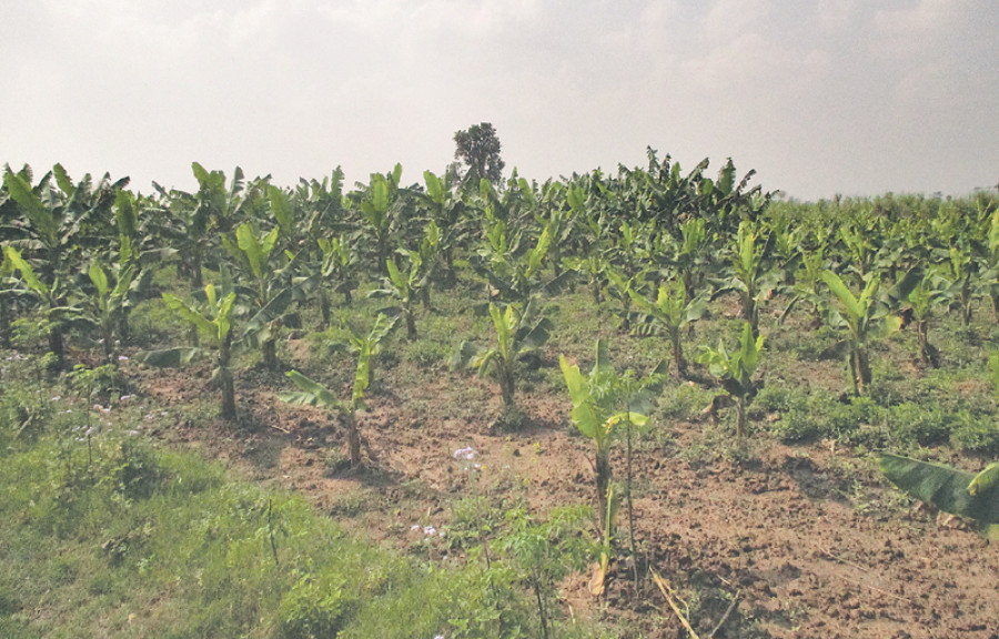Trend of banana crop insurance on the rise