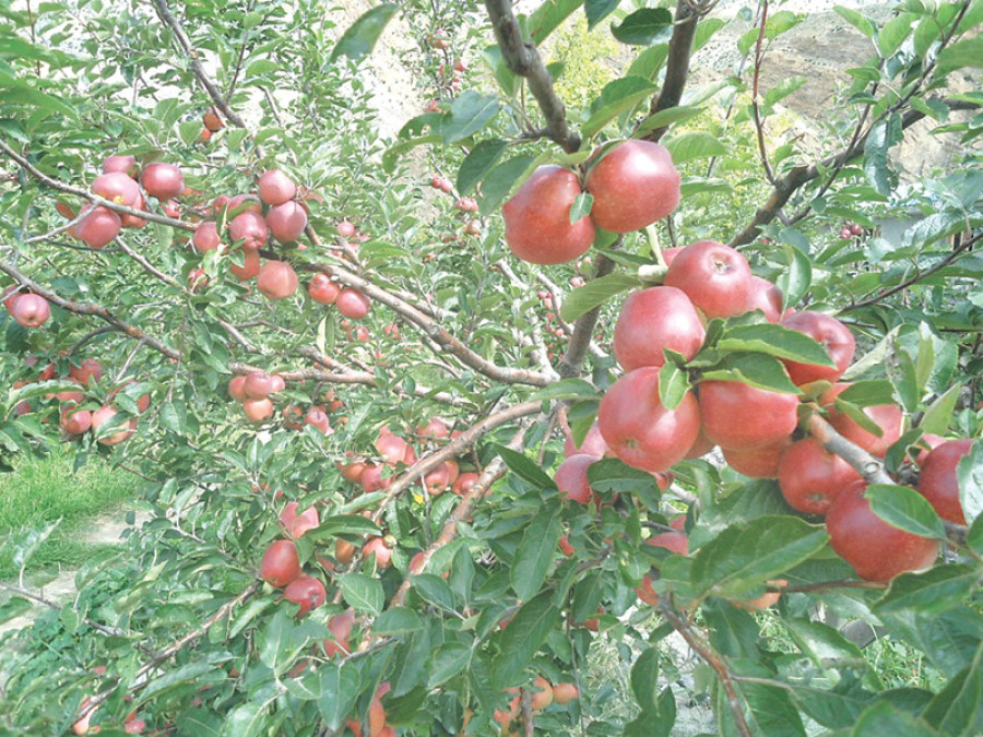 Apple production falls in Mustang as mercury rises